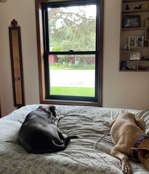 Window install by Elevated Windows & Doors for Amber Thistlewood
